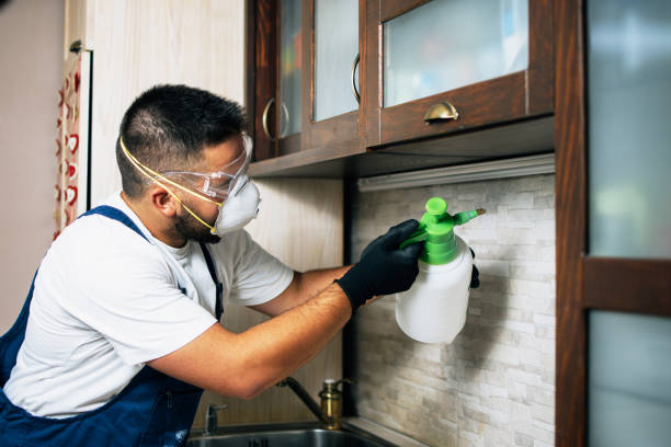 Wasp Removal Services in Rainelle, WV