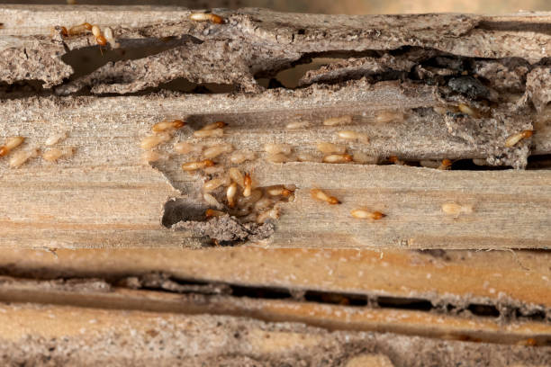 Best Termite Control Services  in Rainelle, WV